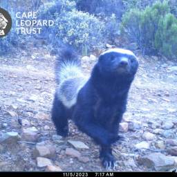 Honey badger